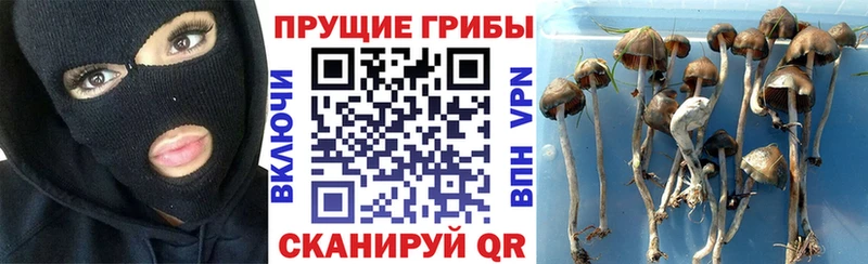 Галлюциногенные грибы Magic Shrooms  даркнет сайт  Новодвинск 